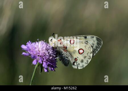 La France, la Lozère, le Parc National des Cévennes, Causse Méjean, papillon, Parnassius apollo Banque D'Images