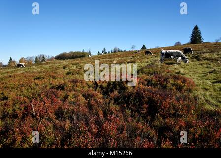 La France, Bas Rhin, Hautes Vosges, Champ du Feu, la Serva, chaume, myrtille, vaches Vosges Banque D'Images