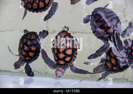 Manger à l'seawwed tortues turtle sanctuary mnarani conservation des tortues à nungwi, Zanzibar, Tanzanie Banque D'Images