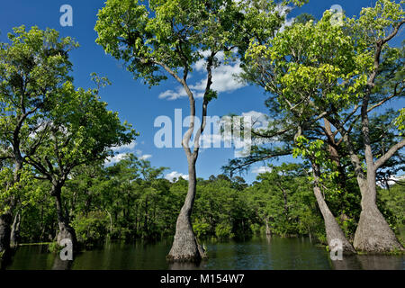 NC01467-00...CAROLINE DU NORD - le cyprès chauve et tupalo gum arbres croissant en présence de l'étang ; marchand marchand au bief State Park. Banque D'Images