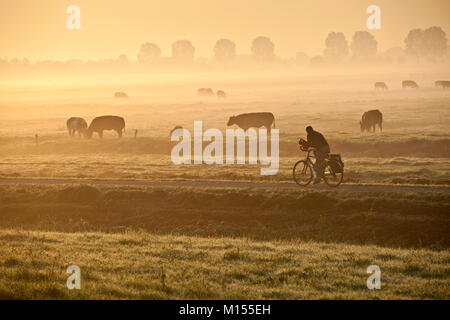 Les Pays-Bas, Tienhoven, Molenpolder. Les vaches et l'homme à vélo dans le brouillard du matin. Banque D'Images