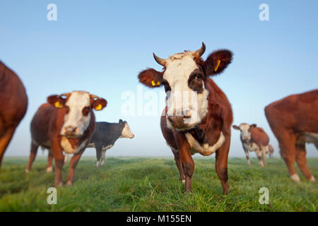 Les Pays-Bas, Tienhoven, vaches dans la brume du matin au polder. Banque D'Images