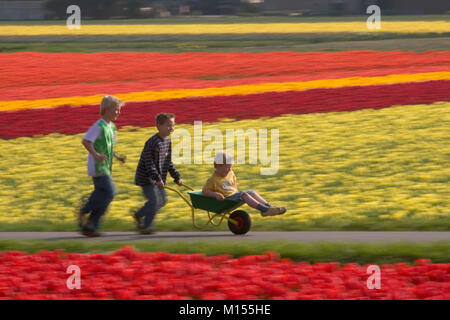 Les Pays-Bas, lisse, les garçons jouant entre les champs de tulipes. Banque D'Images