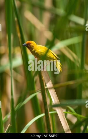 L'Afrique de l'Est ou de l'golden weaver (Ploceus subaureus), le centre du Kenya, Afrique de l'Est Banque D'Images