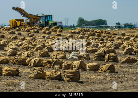 La récolte d'oignons rouges sur une ferme près de Hermiston Oregon Banque D'Images