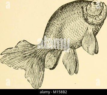 Les races "Goldfish et autres poissons d'aquarium, leur propagation et de soins : un guide pour les aquariums marins et d'eau douce, leur faune, flore et la gestion. Avec 280 illustrations explicatives, imprimés avec le texte' (1908) Banque D'Images