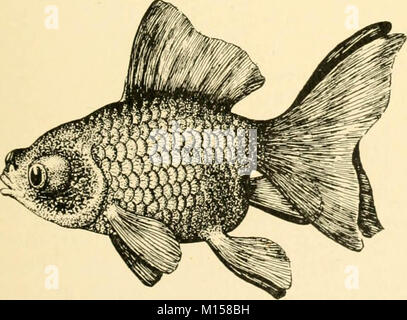 Les races "Goldfish et autres poissons d'aquarium, leur propagation et de soins : un guide pour les aquariums marins et d'eau douce, leur faune, flore et la gestion. Avec 280 illustrations explicatives, imprimés avec le texte' (1908) Banque D'Images