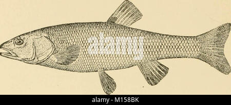 Les races "Goldfish et autres poissons d'aquarium, leur propagation et de soins : un guide pour les aquariums marins et d'eau douce, leur faune, flore et la gestion. Avec 280 illustrations explicatives, imprimés avec le texte' (1908) Banque D'Images