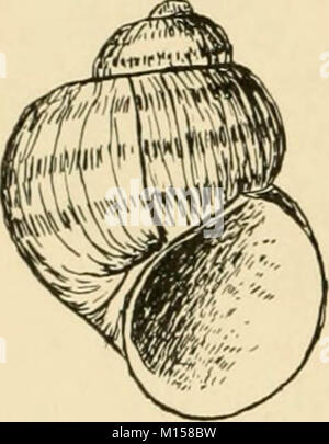 Les races "Goldfish et autres poissons d'aquarium, leur propagation et de soins : un guide pour les aquariums marins et d'eau douce, leur faune, flore et la gestion. Avec 280 illustrations explicatives, imprimés avec le texte' (1908) Banque D'Images