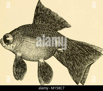Les races "Goldfish et autres poissons d'aquarium, leur propagation et de soins : un guide pour les aquariums marins et d'eau douce, leur faune, flore et la gestion. Avec 280 illustrations explicatives, imprimés avec le texte' (1908) Banque D'Images