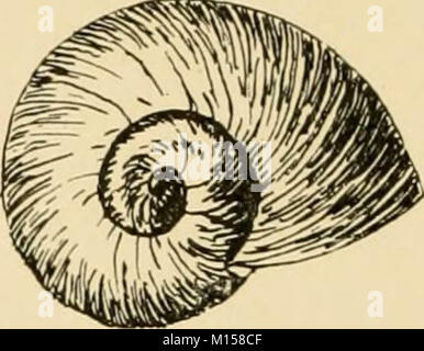 Les races "Goldfish et autres poissons d'aquarium, leur propagation et de soins : un guide pour les aquariums marins et d'eau douce, leur faune, flore et la gestion. Avec 280 illustrations explicatives, imprimés avec le texte' (1908) Banque D'Images