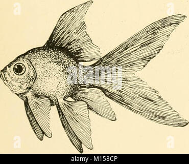 Les races "Goldfish et autres poissons d'aquarium, leur propagation et de soins : un guide pour les aquariums marins et d'eau douce, leur faune, flore et la gestion. Avec 280 illustrations explicatives, imprimés avec le texte' (1908) Banque D'Images