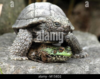 Une femme grenouille verte elle-même sous une petite nuances tortue en pierre. de l'étang dans mon jardin. Banque D'Images