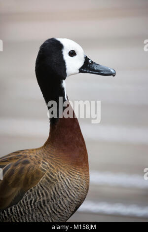 Portrait de canard siffleur à face blanche (Dendrocygna viduata) Banque D'Images