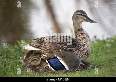 Canard colvert peeking hors de dessous la mère canard (Anas platyrhynchos) qui couvre sa couvée avec ses ailes Banque D'Images