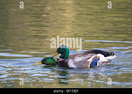 Le canard colvert drake (Anas platyrhynchos) attaque un autre mâle dans l'eau d'un étang Banque D'Images