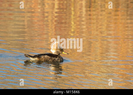 Harle couronné (Lophodytes cucullatus) un étang de natation femme Banque D'Images