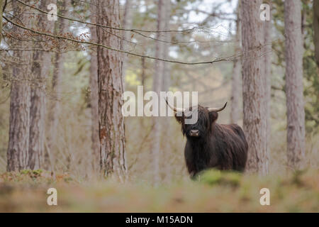 Highland cattle Banque D'Images