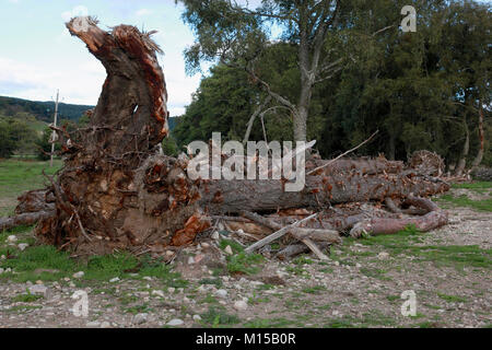 Les arbres déracinés par la rivière Dee, une partie de la les dommages causés par la tempête Frank en N.E. L'Écosse à la fin de décembre 2015 Banque D'Images