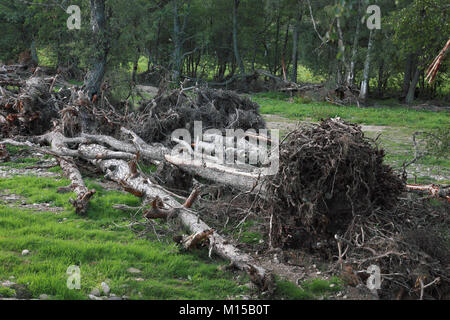 Les arbres déracinés par la rivière Dee, une partie de la les dommages causés par la tempête Frank en N.E. L'Écosse à la fin de décembre 2015 Banque D'Images