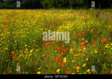 Coquelicots et fleurs de maïs dans une prairie de fleurs sauvages Banque D'Images