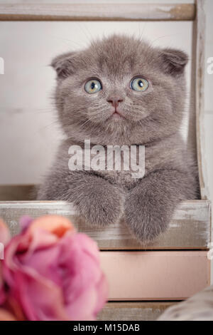 Chaton écossais. Chat à la maison. Scottish Fold Cat. L'emplacement dans la case chat. Couleur gris espiègle portrait chat Scottish Fold. Banque D'Images
