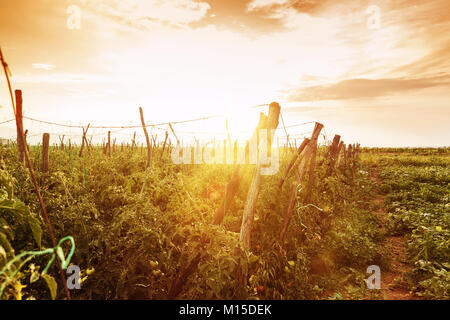 Les plantes de tomates dans le soleil du soir Banque D'Images