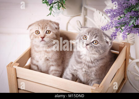 Les chats de race. Animaux domestiques. Un couple de funny Scottish chatons assis dans la boîte en bois et et de la recherche de Banque D'Images