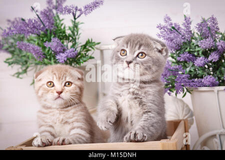 Portrait de deux chatons écossais qui veulent sortir d'une boîte en bois. Des fleurs de lavande dans l'arrière-plan Banque D'Images