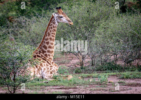 Girafe africaine fixant près d'arbres et arbustes en bush Banque D'Images