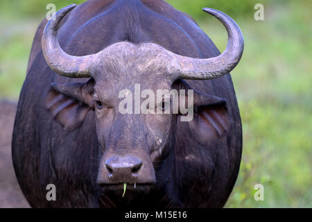 Close-up head shot of African Buffle femme mange de l'herbe avec fond de prairie floue Banque D'Images