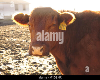 Bovins Angus Brown dans une ferme Banque D'Images