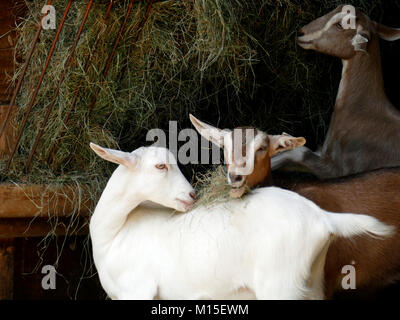 Trois Chèvres laitières de manger du foin dans une grange Banque D'Images