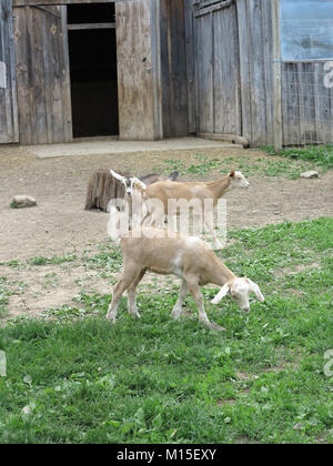 Trois Chèvres laitières en face d'une grange mange de l'herbe Banque D'Images