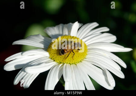 Pollinisation des abeilles - Marguerite blanche Banque D'Images