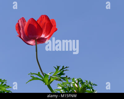 Anémone rouge fleur contre un ciel bleu clair Banque D'Images