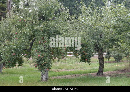 Pommes rouges pour être accueilli dans un Apple Orchard Banque D'Images