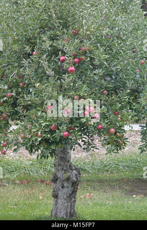 Pommes rouges pour être accueilli dans un Apple Orchard Banque D'Images