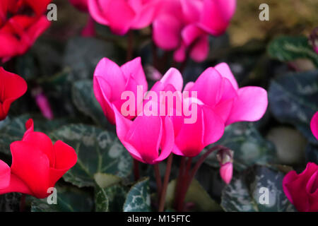 Un bouquet de rose fuchsia et rouge des Cyclamens Banque D'Images