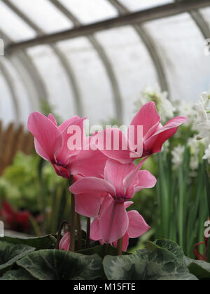 Cyclamens rose dans une maison verte Banque D'Images