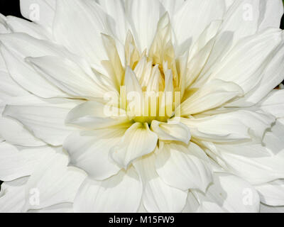 Dahlia blanc du jardin d'accueil et personnels Up-Close Banque D'Images
