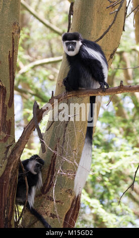 Singe Colobus prend un repos de jouer. Banque D'Images