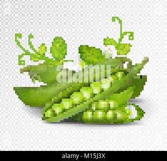 Vector les pois verts. Vecteur photo-réalistes gousses de pois verts avec des feuilles et fleurs sur fond transparent. Pois verts 3d illustration. Illustration de Vecteur