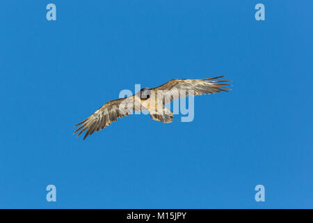 Naturel juvénile gypaète (lic)), volant, ciel bleu Banque D'Images