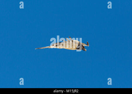 Vue côté juvénile naturel gypaète (lic)), volant, ciel bleu Banque D'Images