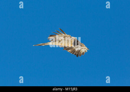 Portrait juvénile naturel gypaète (lic)), volant, ciel bleu Banque D'Images