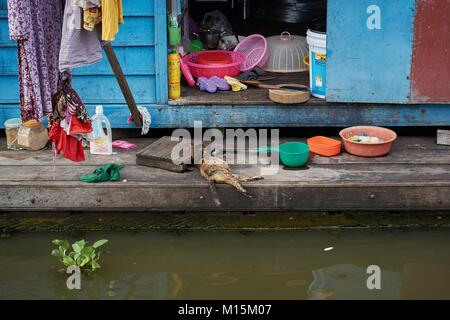 Chat dormant sur maison flottante, Kompong Luong, Cambodge Banque D'Images