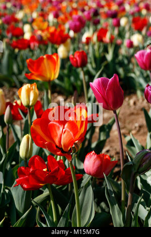 Champ de tulipes dans un matin de printemps ensoleillé Banque D'Images