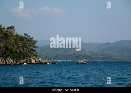 Bulbes de fleurs de mauve Banque D'Images