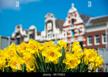 Tulipe jaune fleurs et maisons néerlandais sur arrière-plan, Amsterdam, Pays-Bas Banque D'Images